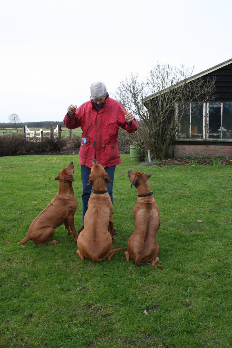 Drie Rhodesian Ridgebacks op de rug gezien met zichtbare ridge