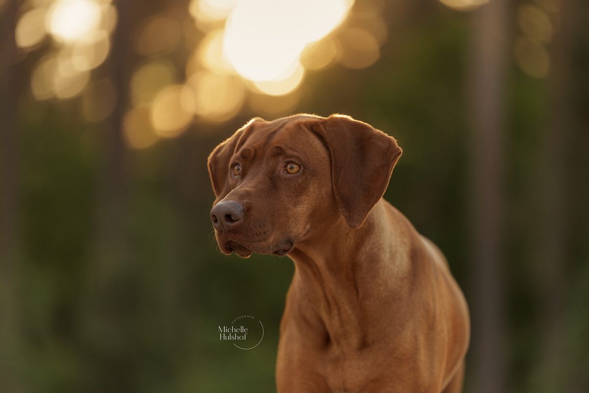 Portret van Rhodesian Ridgeback Pippa