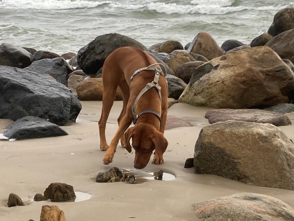 Pip snuffelt tussen de rotsen op het strand