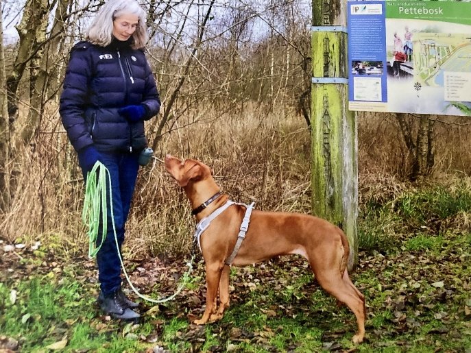 Winterwandeling met Pip