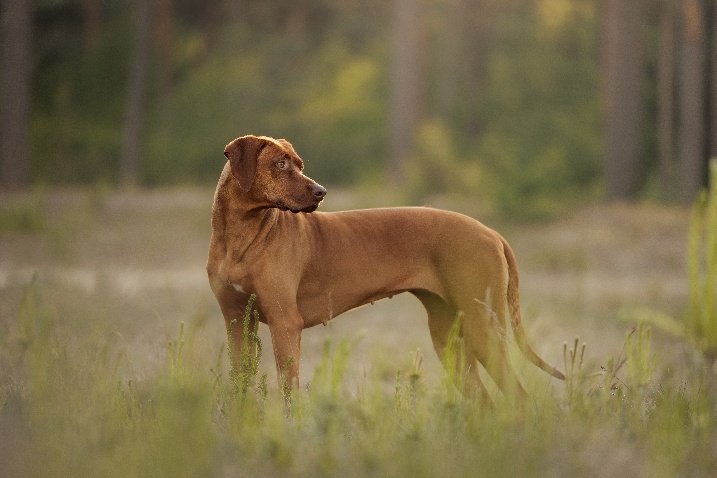 Pippa staand in het gras