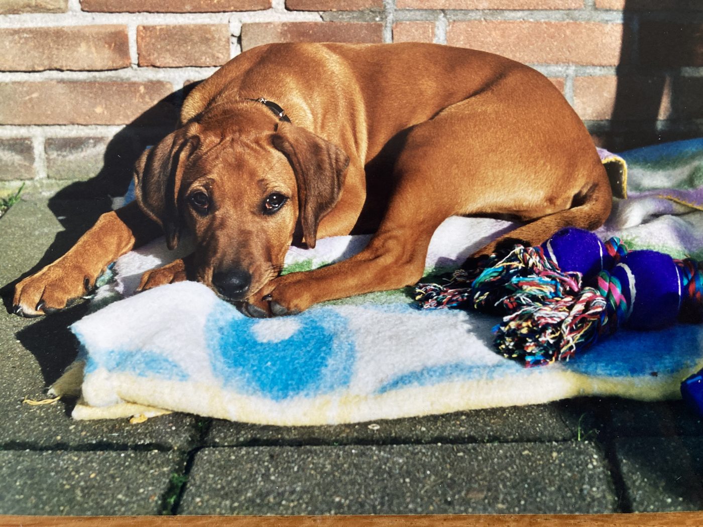 Sundancer als pup in het jaar 2000