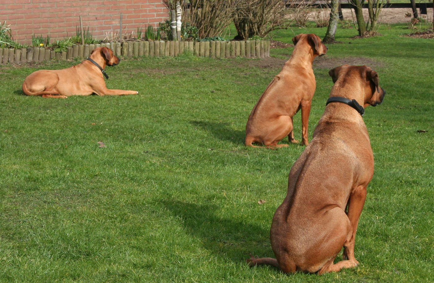 Indy, Sundancer en Max kijken naar de rijbaan