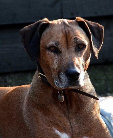 Portret van Indy
