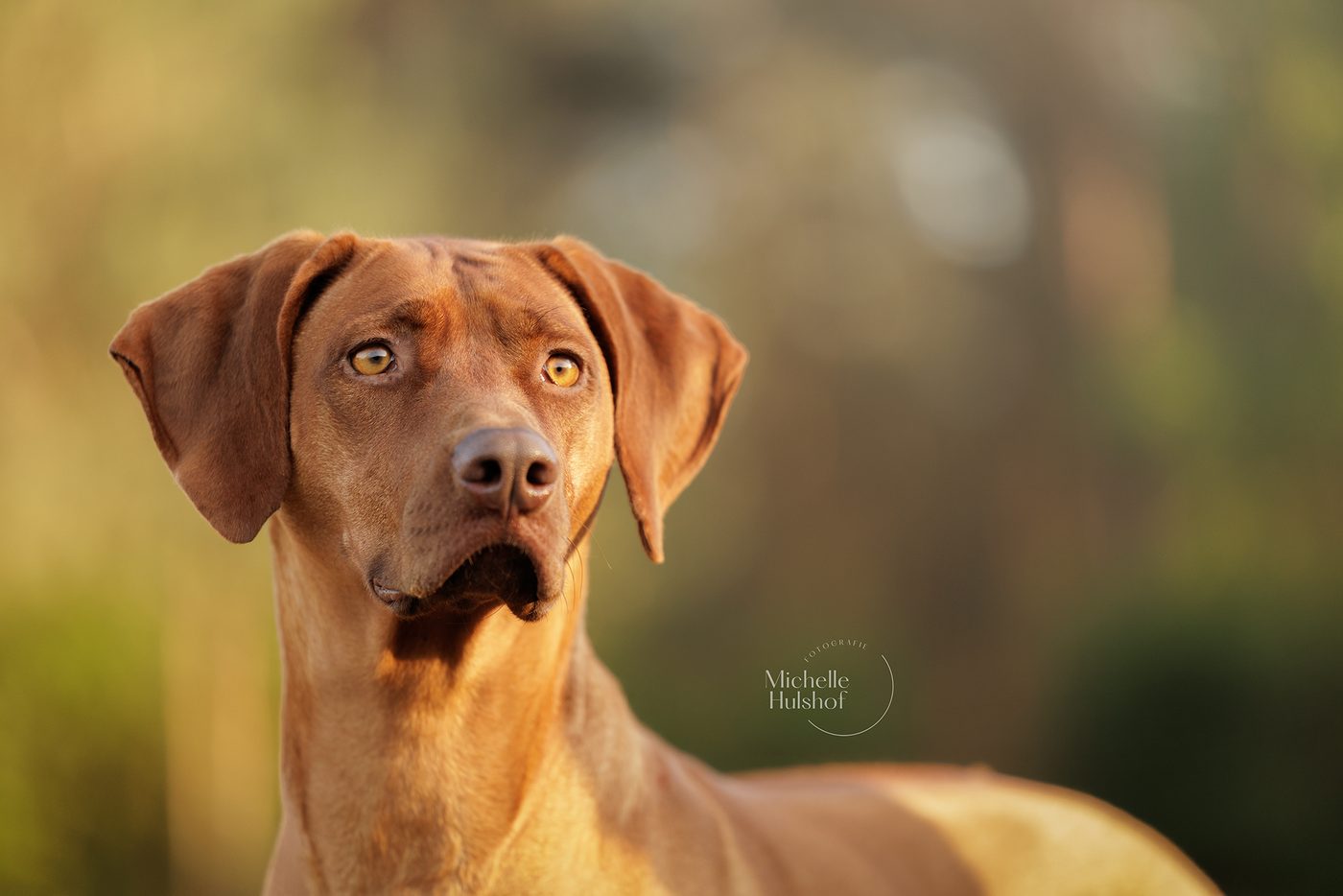 Close-up van het gezicht van Rhodesian Ridgeback Pippa
