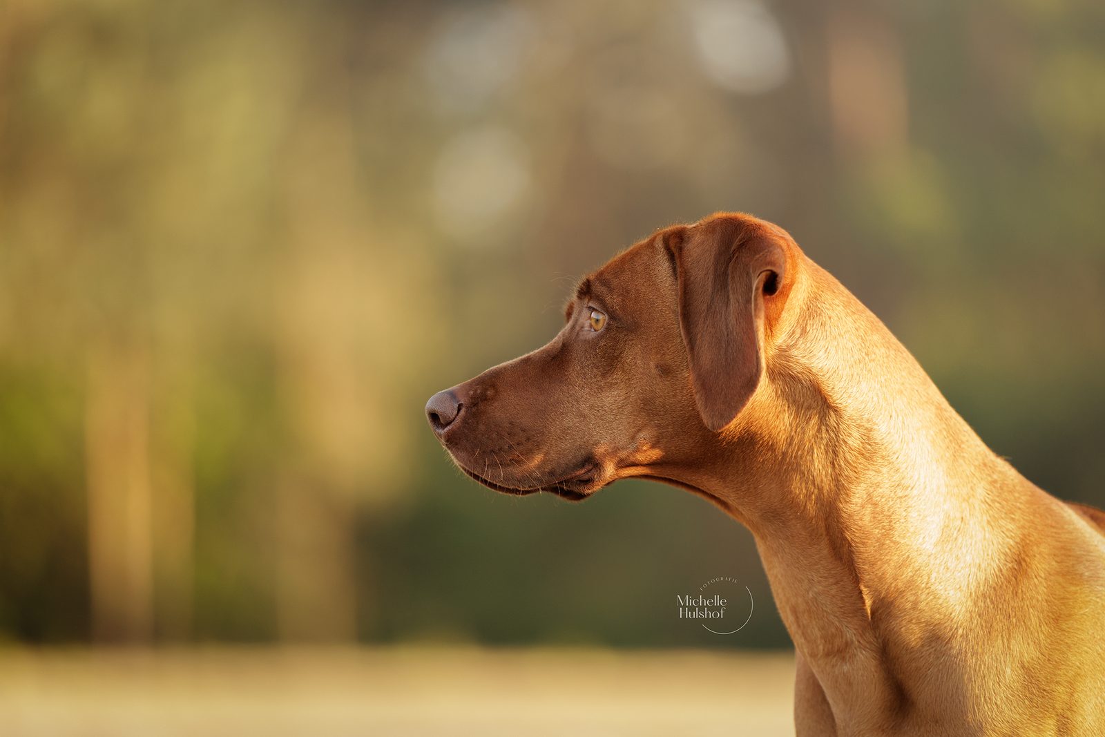 Pippa met livernose