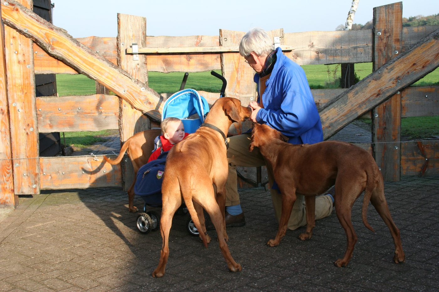 Opa met de kleine Jesse en de Ridgebacks