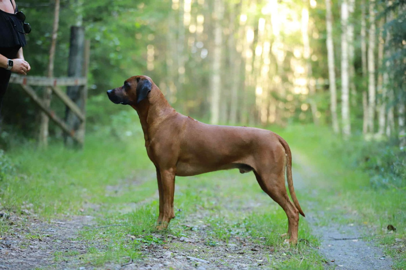 Leo staand in het bos