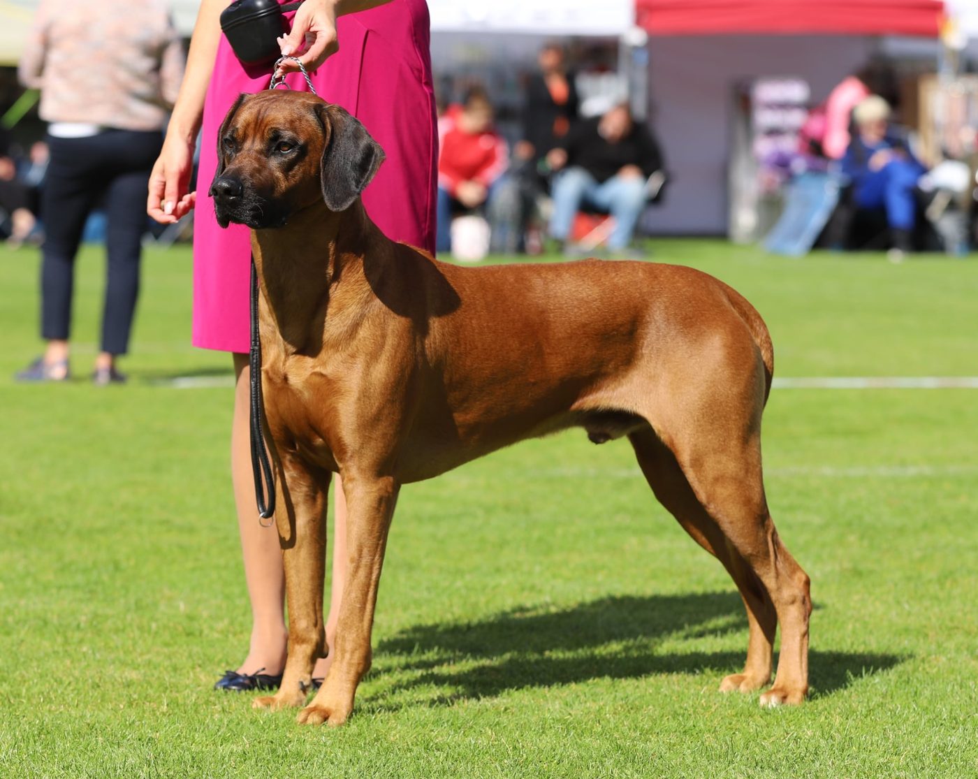 Leo in stand op de show