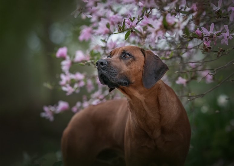 Leo tussen de roze bloesem