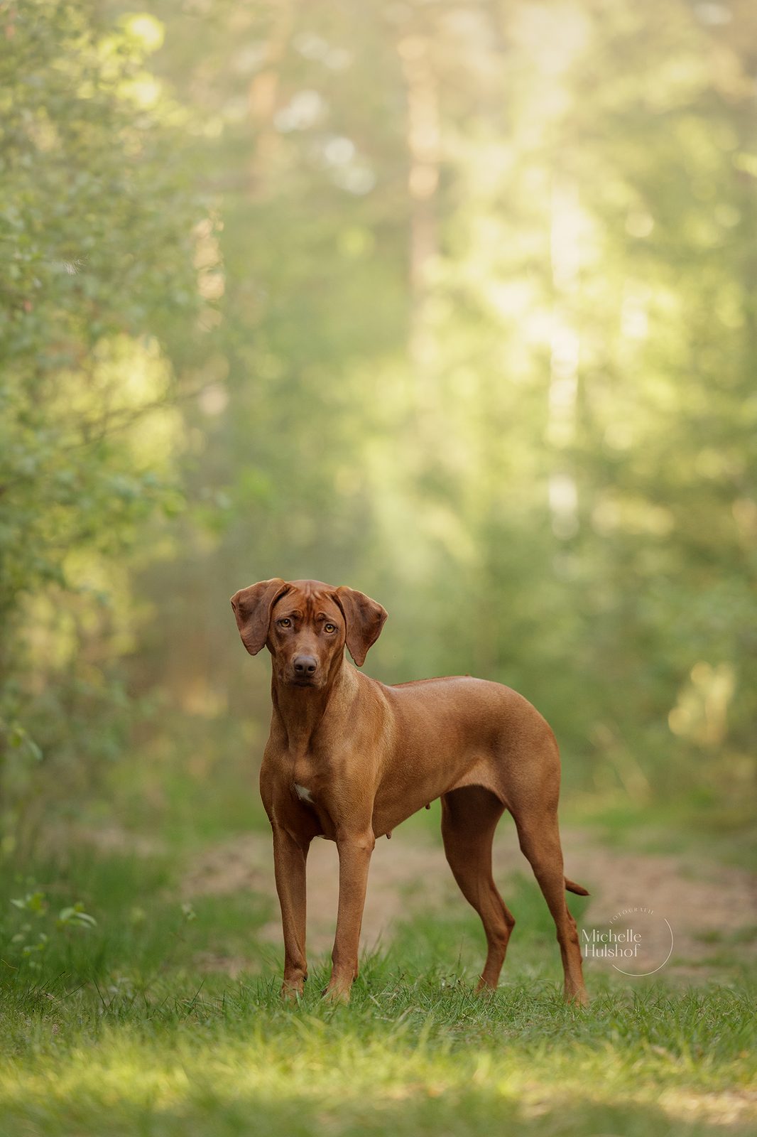 Pippa in het gras bij avondlicht