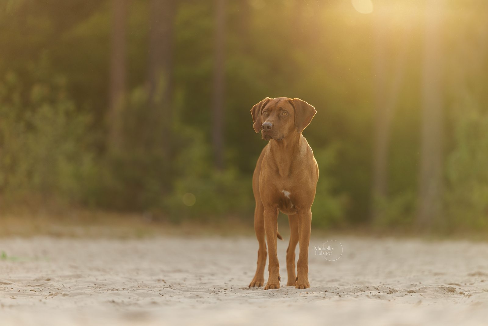 Pippa frontaal op het zand