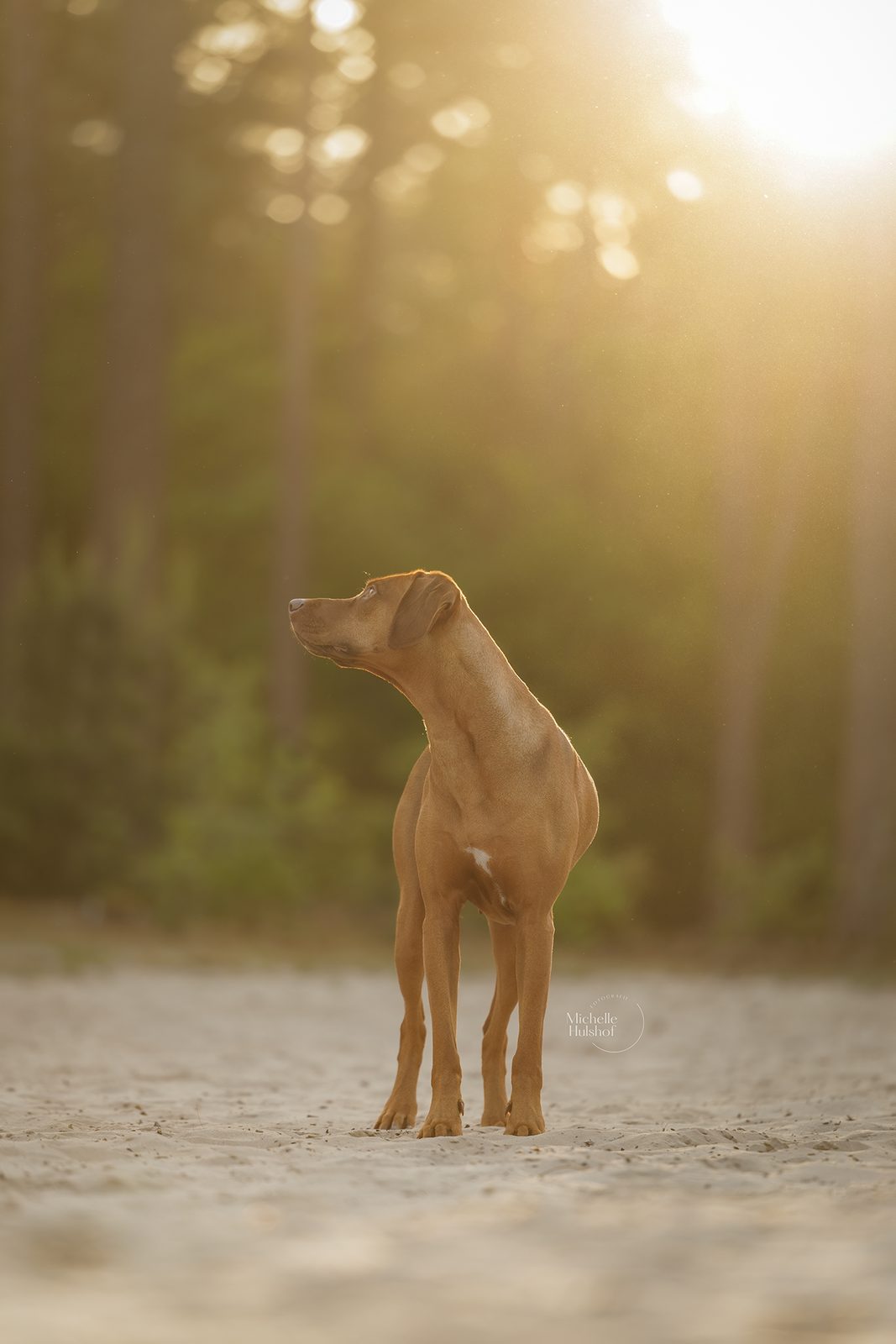 Pip op het zand in tegenlicht